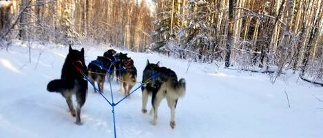Ein Schlitten, der von Huskies durch einen verschneiten Wald gezogen wird.