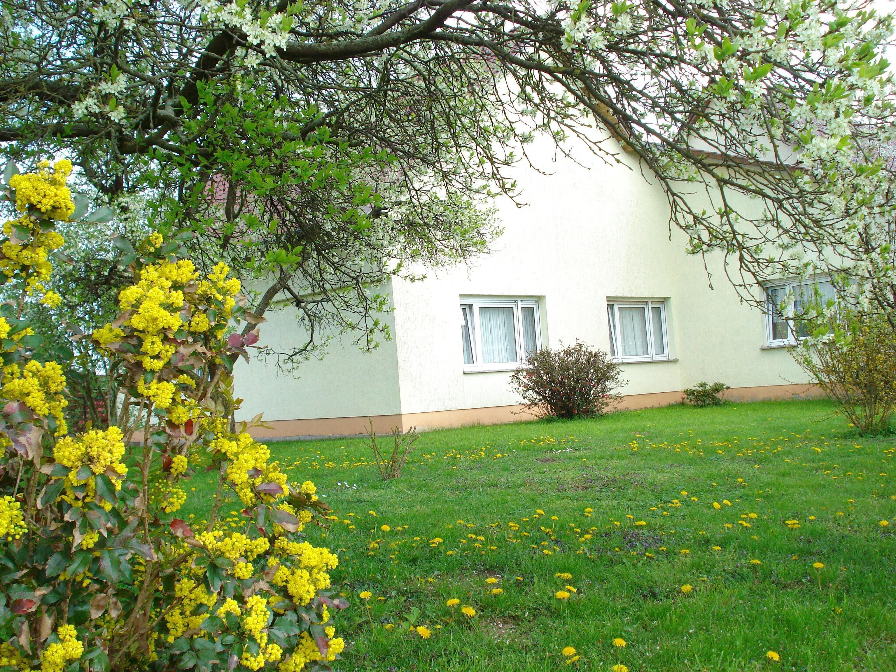 A building with two windows, a grassy lawn, and yellow flowering plants.