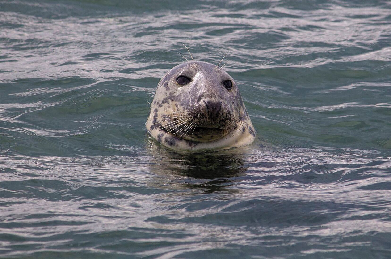 A seal in water.