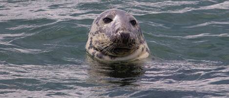 Una foca en el agua.