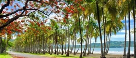 Sun loungers, beach towels