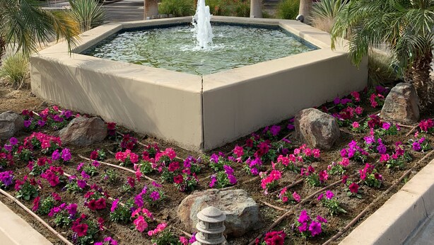 Una fuente rodeada de flores rosadas y palmeras, con un edificio que indica