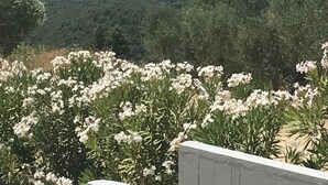 Vista de un paisaje costero con abundante vegetación y flores blancas en primer plano.