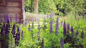Een stenen gebouw met een overdekte veranda, omringd door weelderige begroeiing en paarse bloemen.