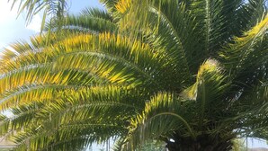 A white heron standing on a well-maintained lawn with a palm tree and a small white building in the background. - Quiet Gulf Canal Neighborhood with Enclosed Lanai & Heated Pool EV friendly (Hudson)