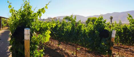 A vineyard with rows of grapevines, wooden posts, and a clear sky.