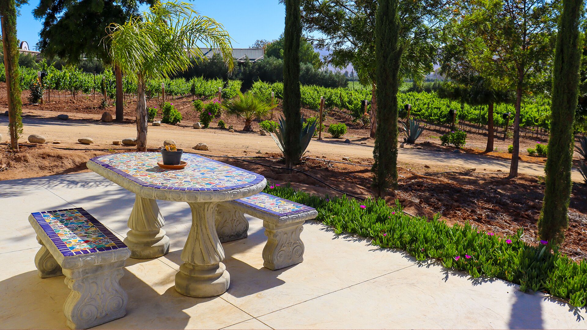 Un patio jardín con una mesa y bancos de mosaico, rodeado por un viñedo.