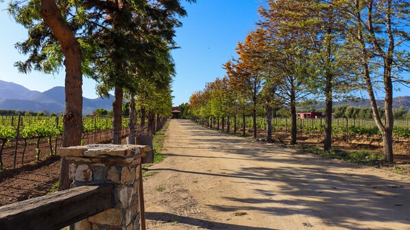A vineyard pathway with rows of grapevines, stone pillars, and a clear sky.
