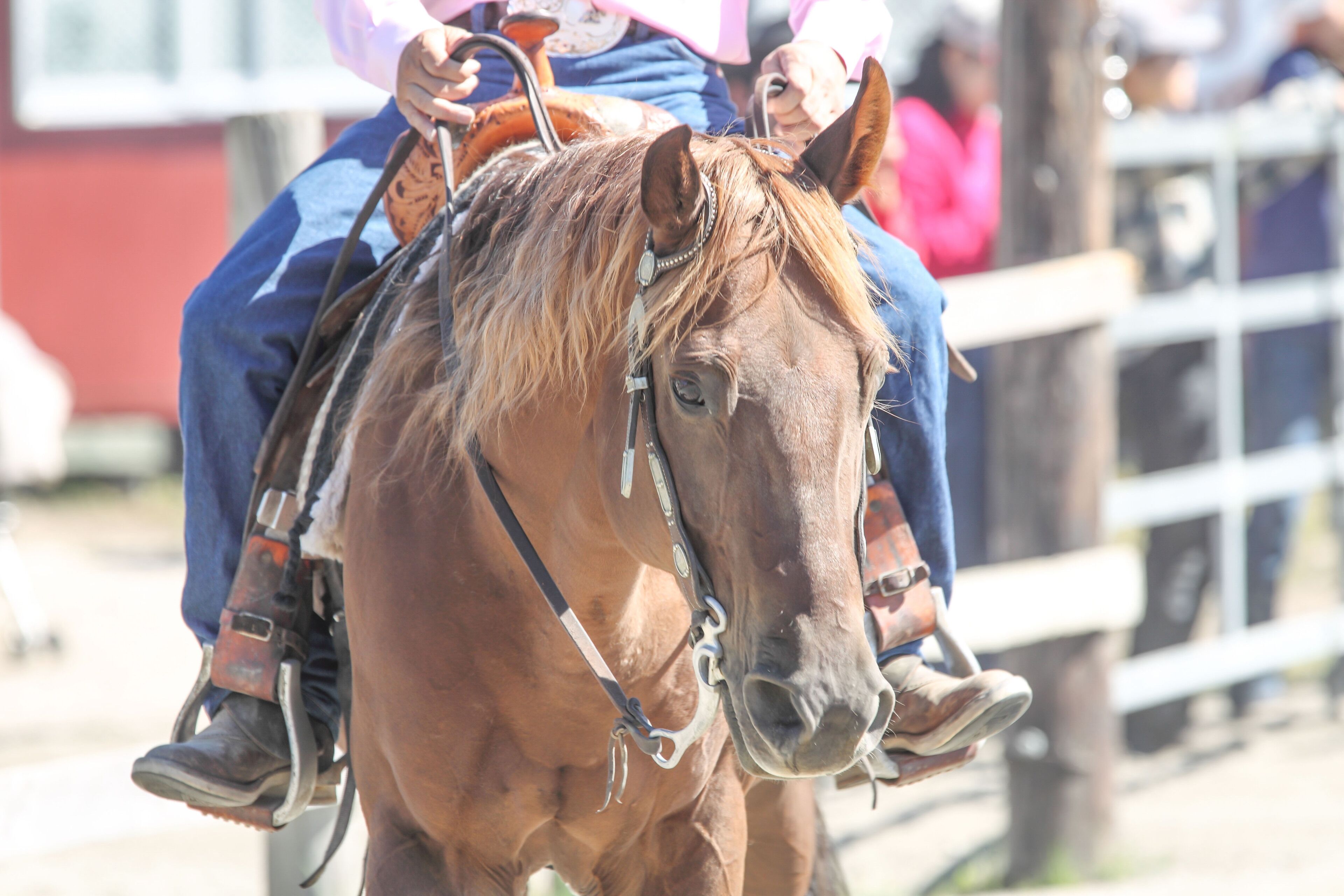 A horse with a rider wearing a pink shirt and blue jeans.