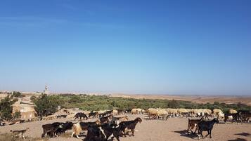 Paisaje rural con una manada de cabras y ovejas pastando.