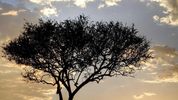 Un arbre isolé dans un champ verdoyant, avec un coucher de soleil en arrière-plan.