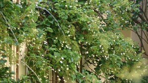 A garden with a water feature and dense foliage. - Hofgärtnerhaus (Dresden)