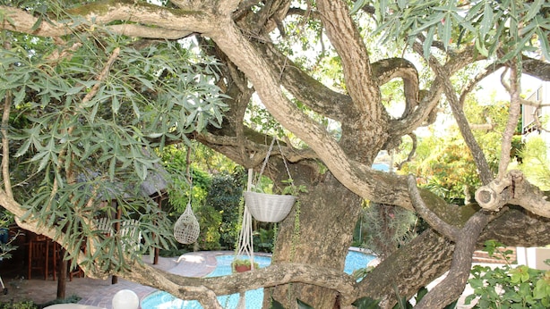 Un árbol con cestas colgantes y una piscina al fondo.