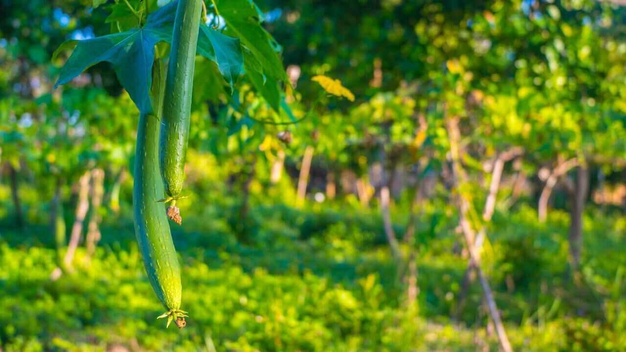Foto - Balili Farm At Nacpan