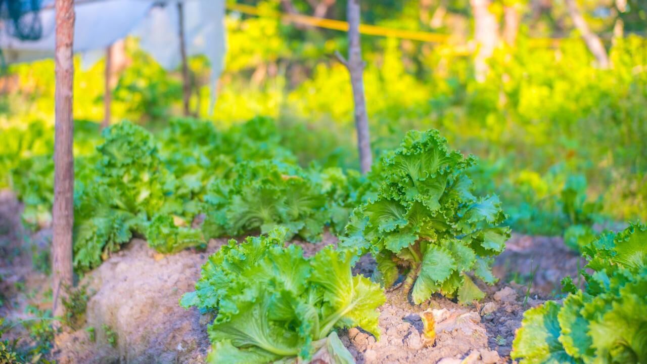 Foto - Balili Farm At Nacpan