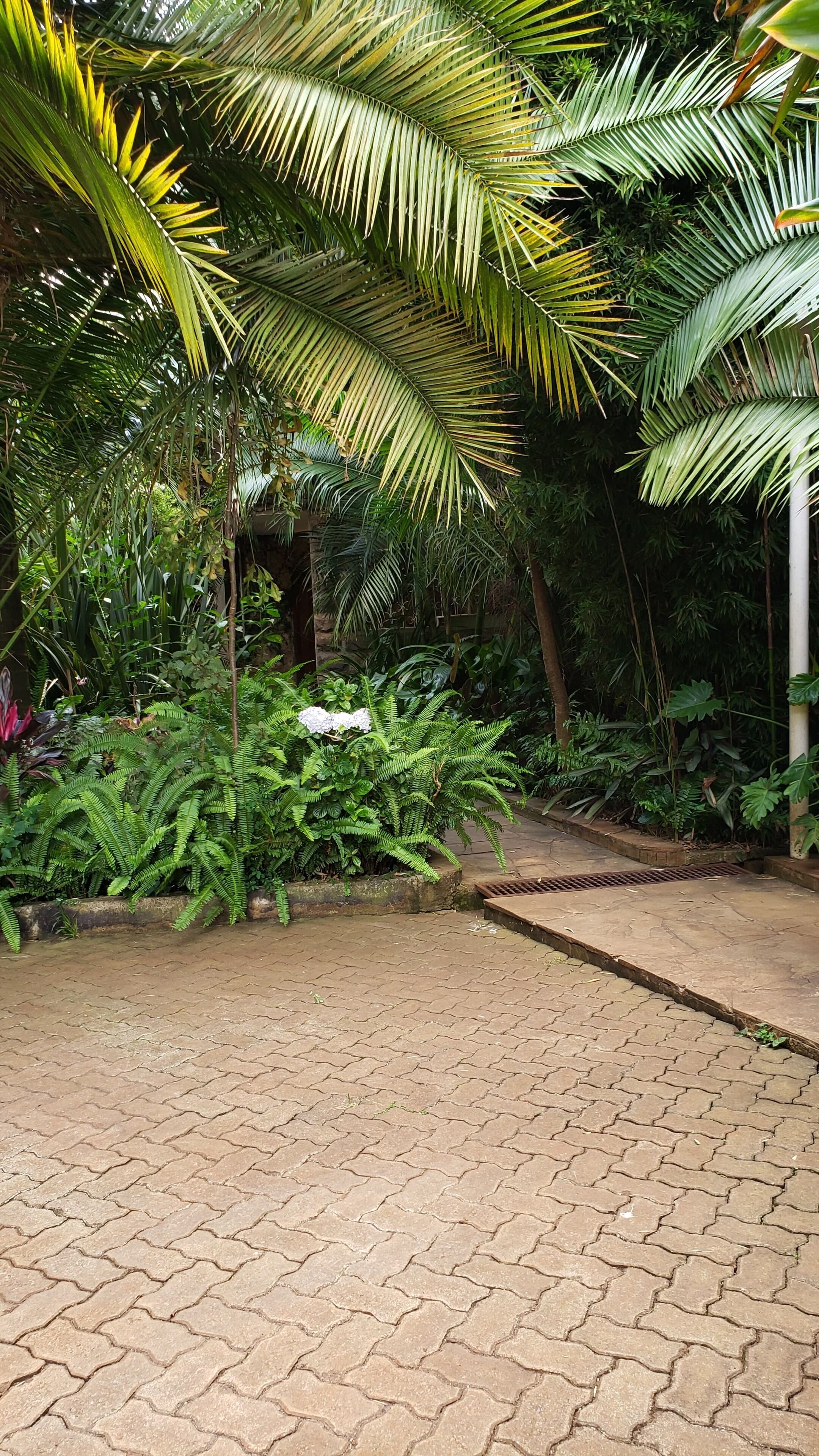 A paved garden area with a variety of tropical plants and a pathway.