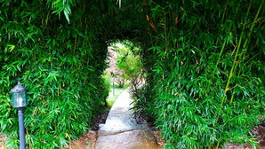 Um caminho de pedra estreito, ladeado por densa vegetação de bambu, que conduz a uma área mais iluminada.