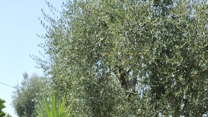 Un pot en terre cuite contenant une plante, posé sur la rambarde d’un balcon.