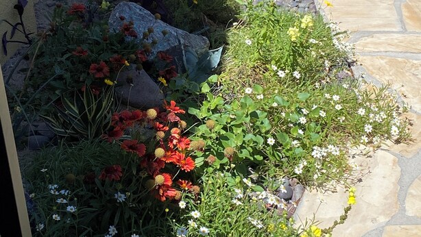 Un jardín con diversas plantas y flores, un sendero de piedra y una estructura de metal.
