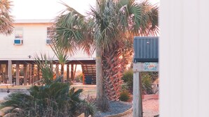 A pathway leading to a building with a palm tree and a wooden fence.