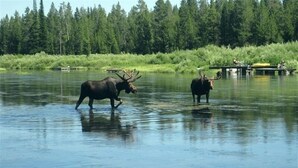 Two moose in a river with a forest in the background.