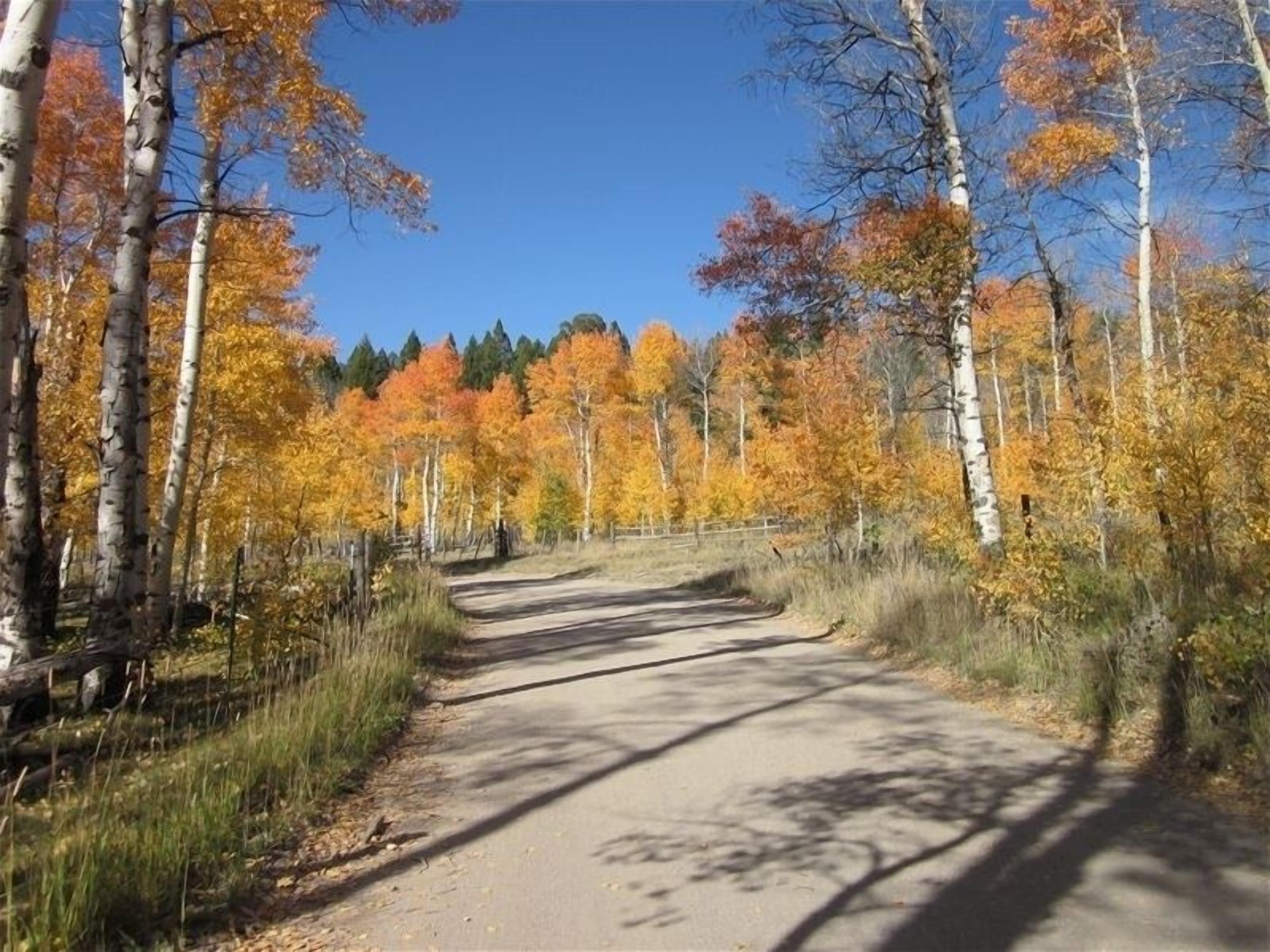 A paved road flanked by birch trees with autumn foliage, leading into a forested area.