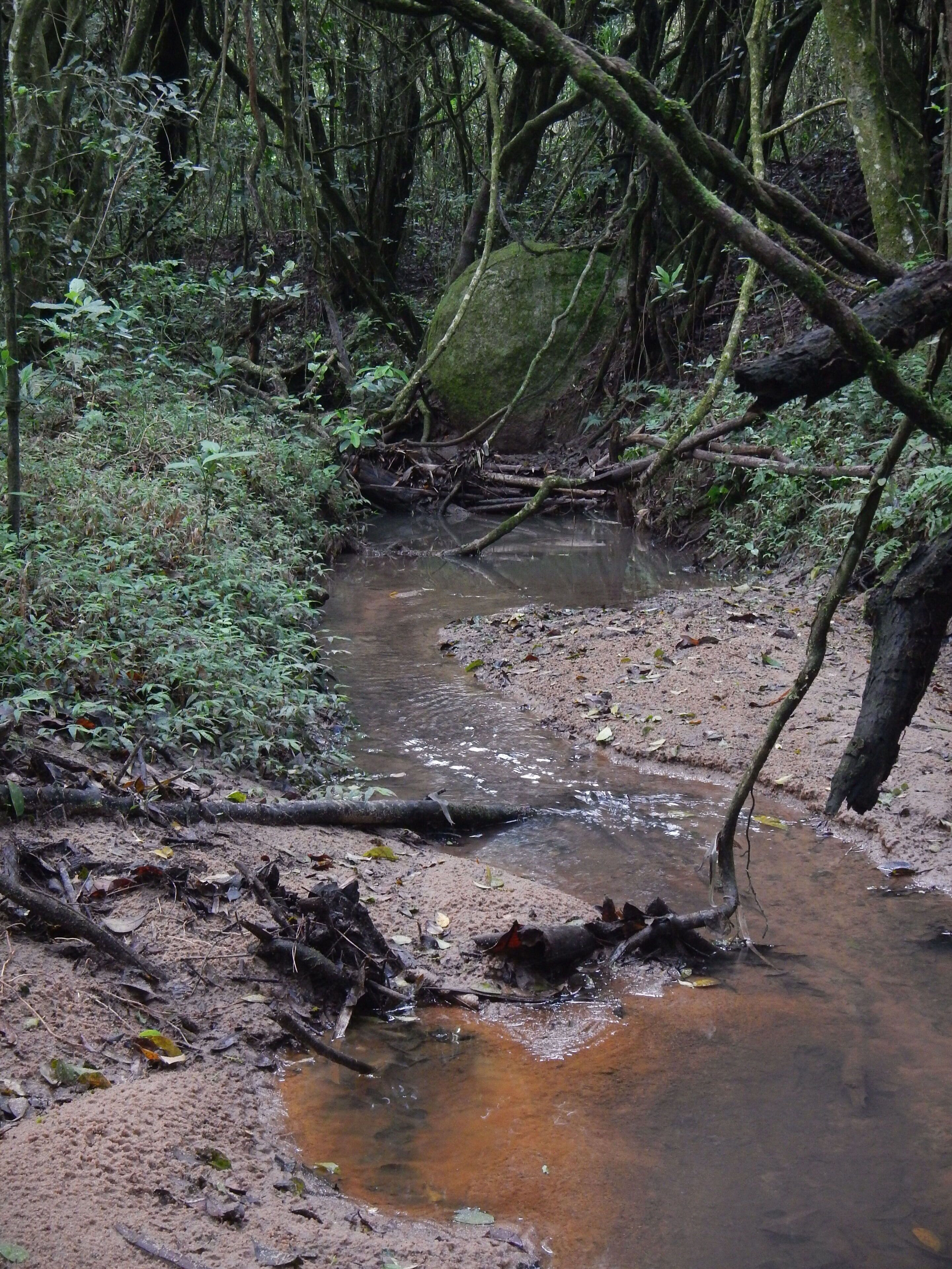 Um riacho lamacento em uma floresta com vegetação densa e galhos pendentes.