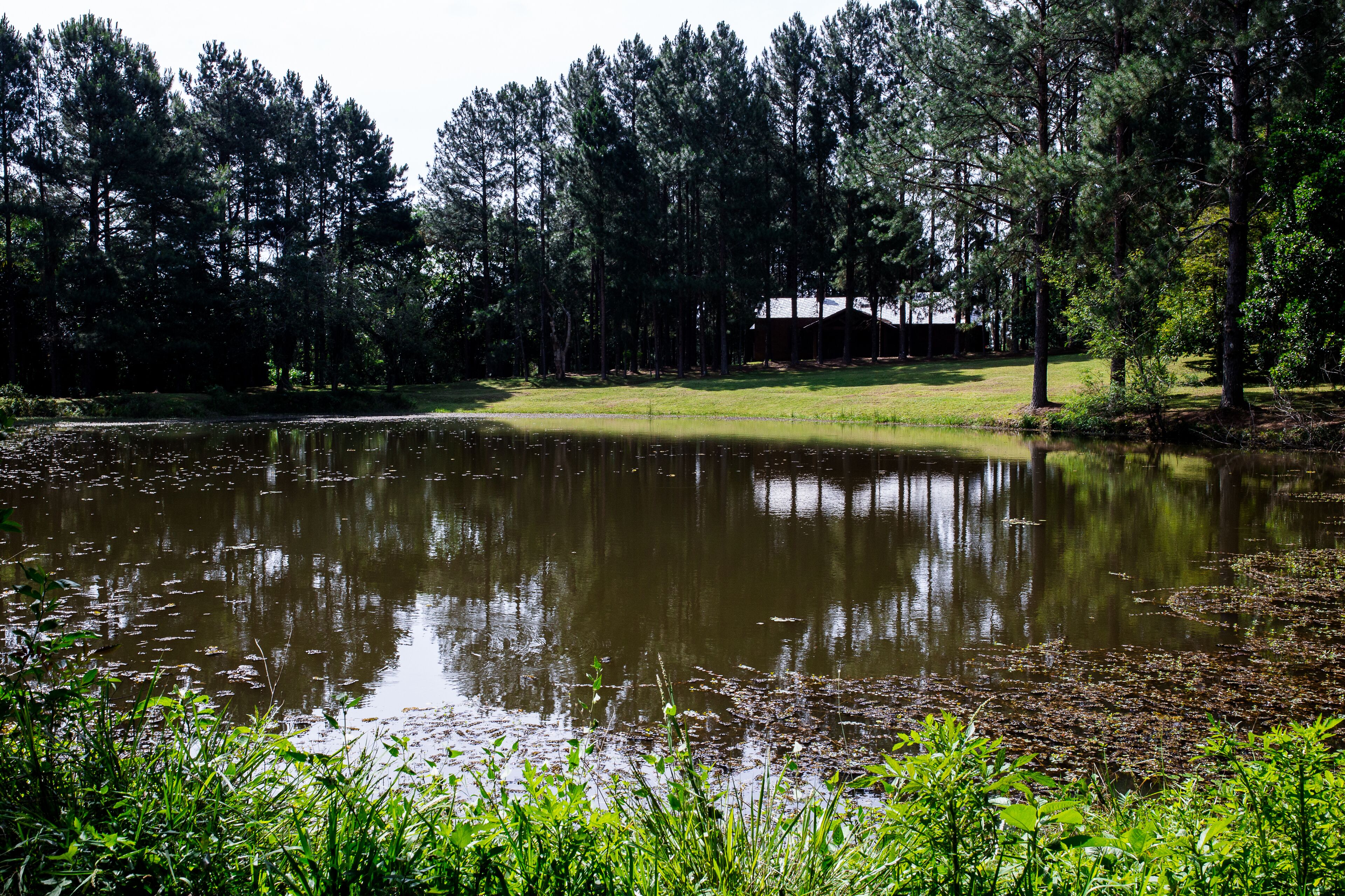 A tranquil pond surrounded by dense trees and a grassy area with a building in the background.