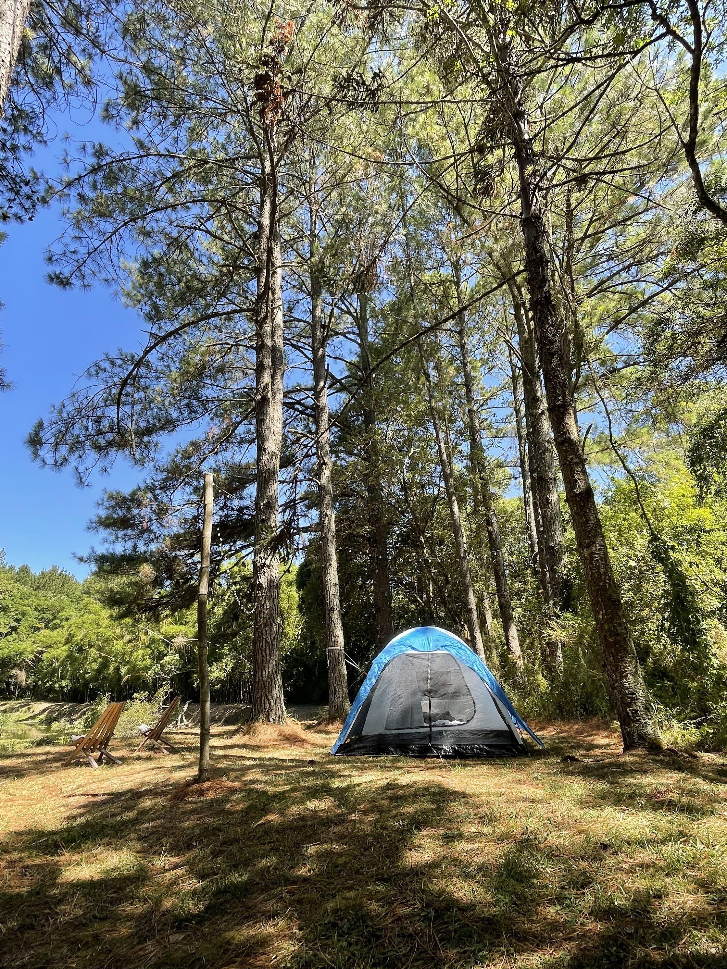 A tent set up in a forested area with tall trees and a clear sky.