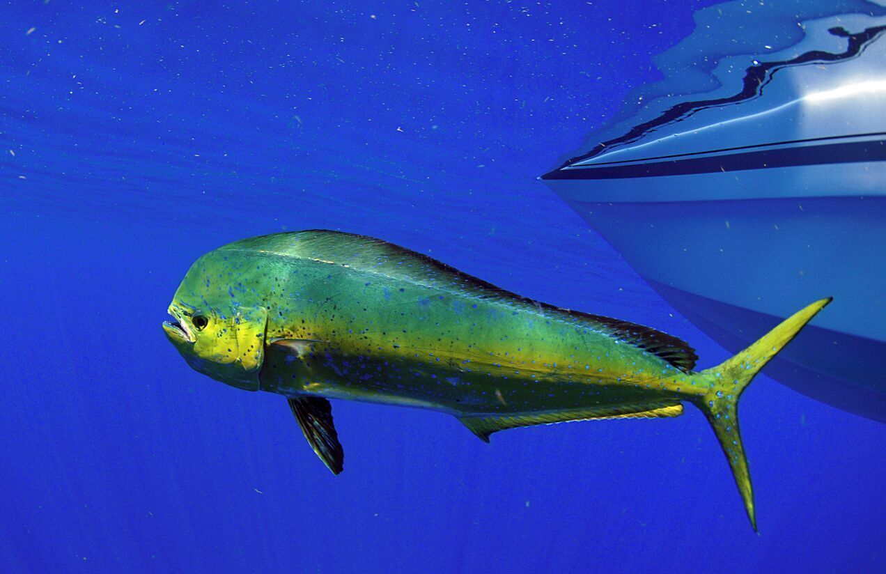 A fish swimming near a boat.