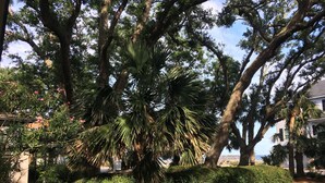A well-maintained garden with mature trees and a variety of shrubs. - Short walk to beach or Pier Village, We consider FLETC (Saint Simons Island)