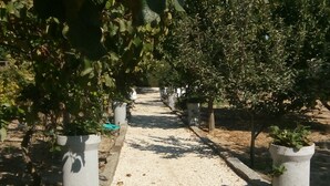 A pathway lined with potted plants and trees in a garden setting. - My Portugal for all Lousada Villa (LOUSADA)
