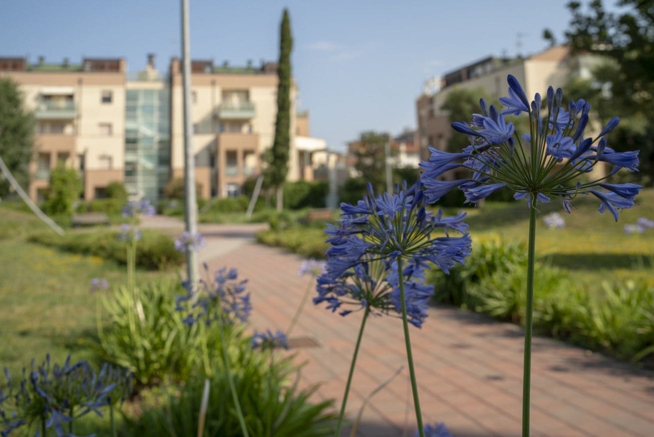A garden pathway with blue flowers, a brick walkway, and modern buildings in the background.