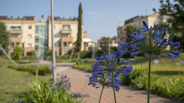 A garden pathway with blue flowers, a brick walkway, and modern buildings in the background.