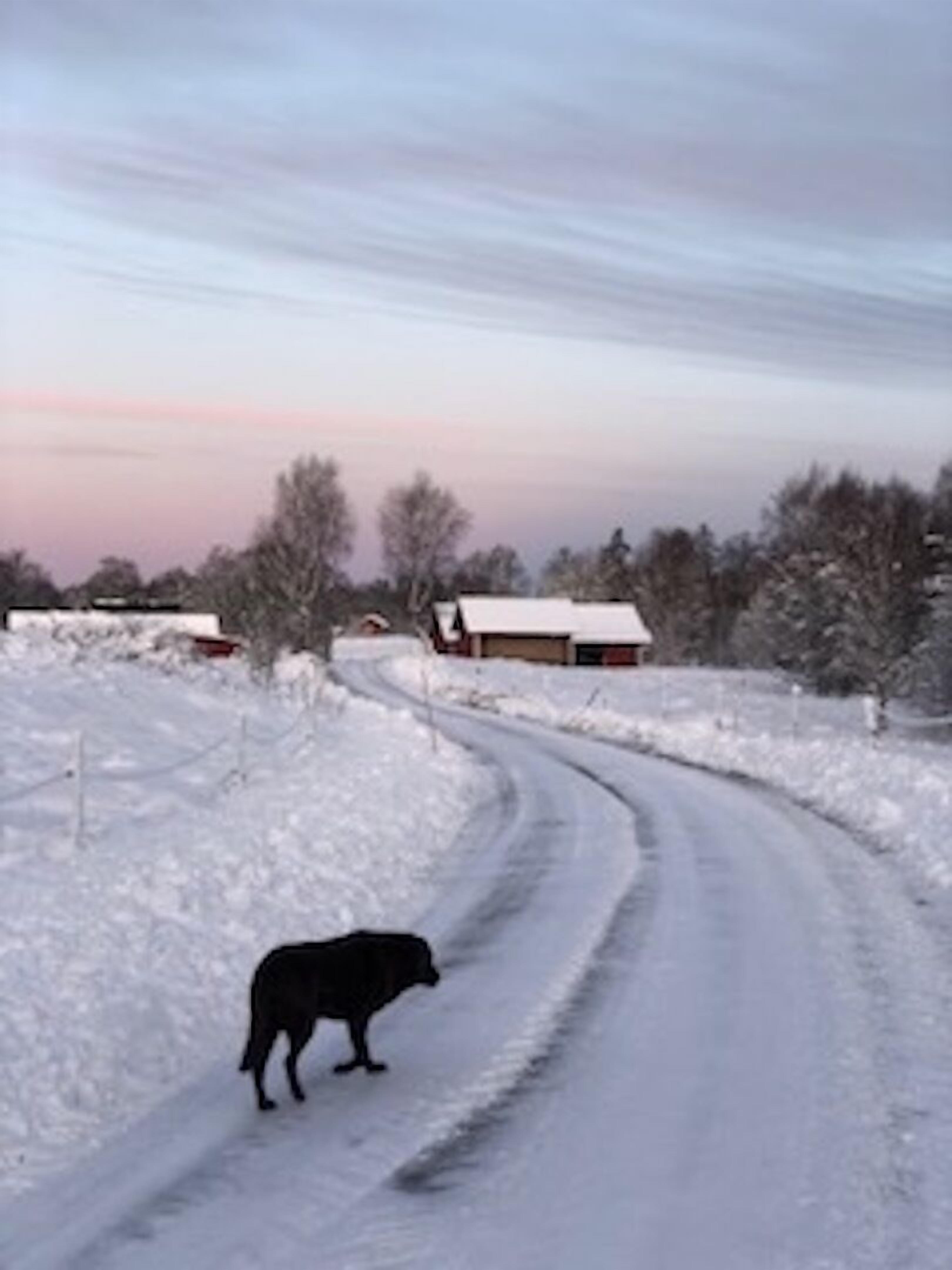 A snow-covered rural road with a black dog walking on it.