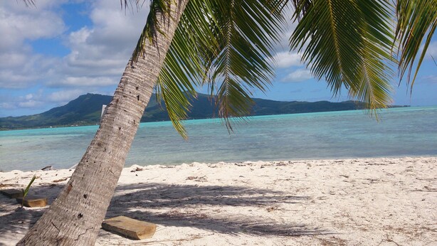 Une plage avec un palmier, une eau turquoise et limpide, et des montagnes à l’horizon.