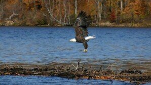 A bald eagle in flight over a body of water with a forested shoreline in the background. - Hayward, Wisconsin Waterfront Cabin located on Nelson Lake, Pontoon available. (Hayward)