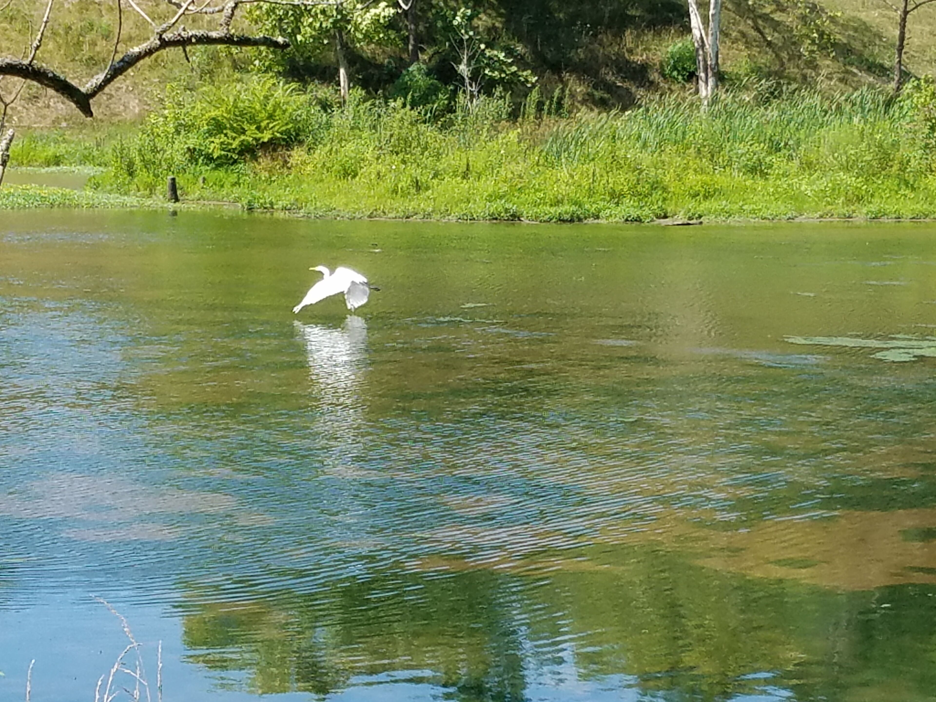 A serene lake with a white bird flying over the water.