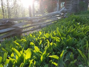 Une clôture en bois rustique et un feuillage verdoyant luxuriant dans un jardin.