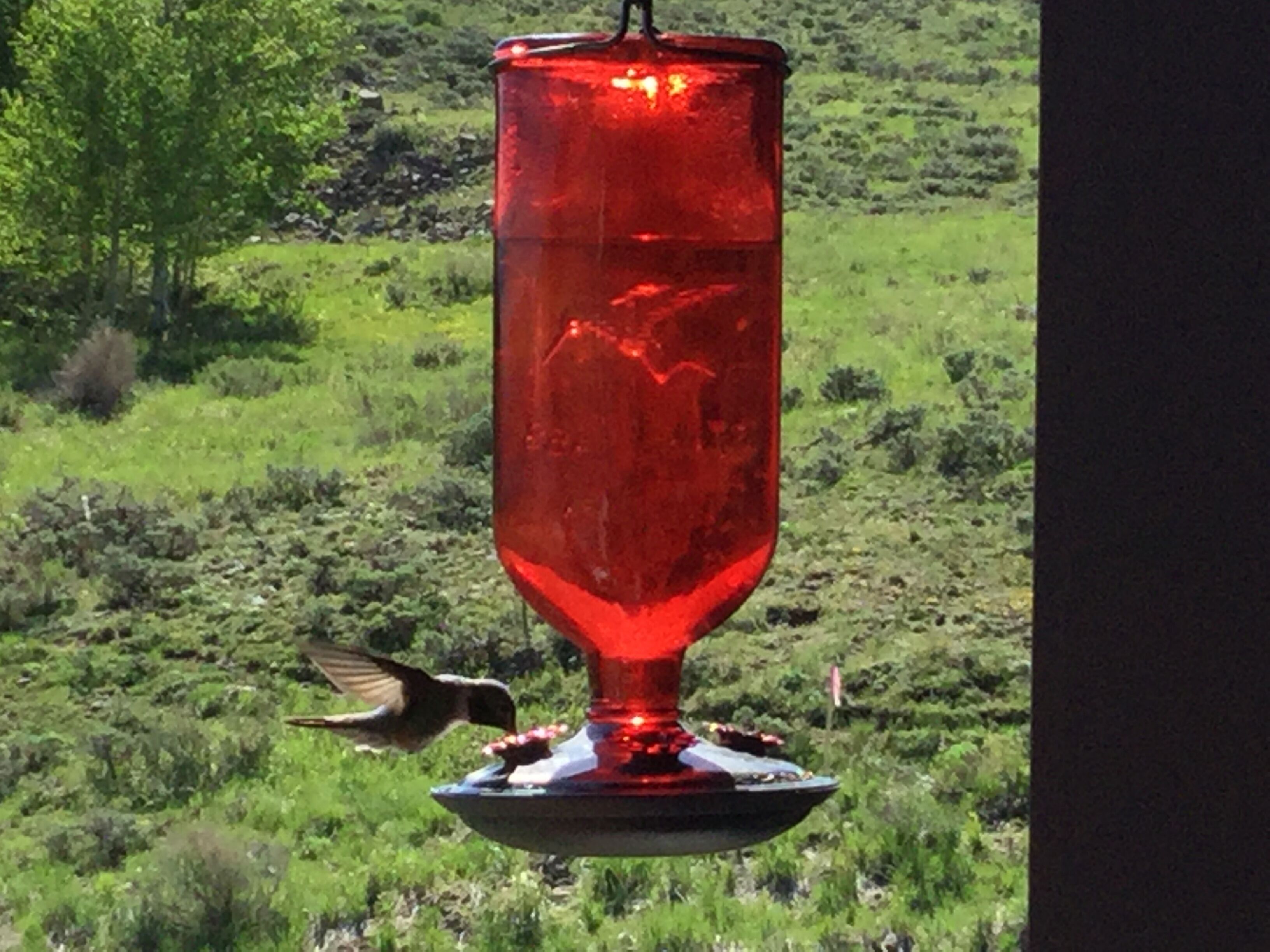 Ein rotes Vogelbad, in dessen Nähe ein Kolibri schwebt.