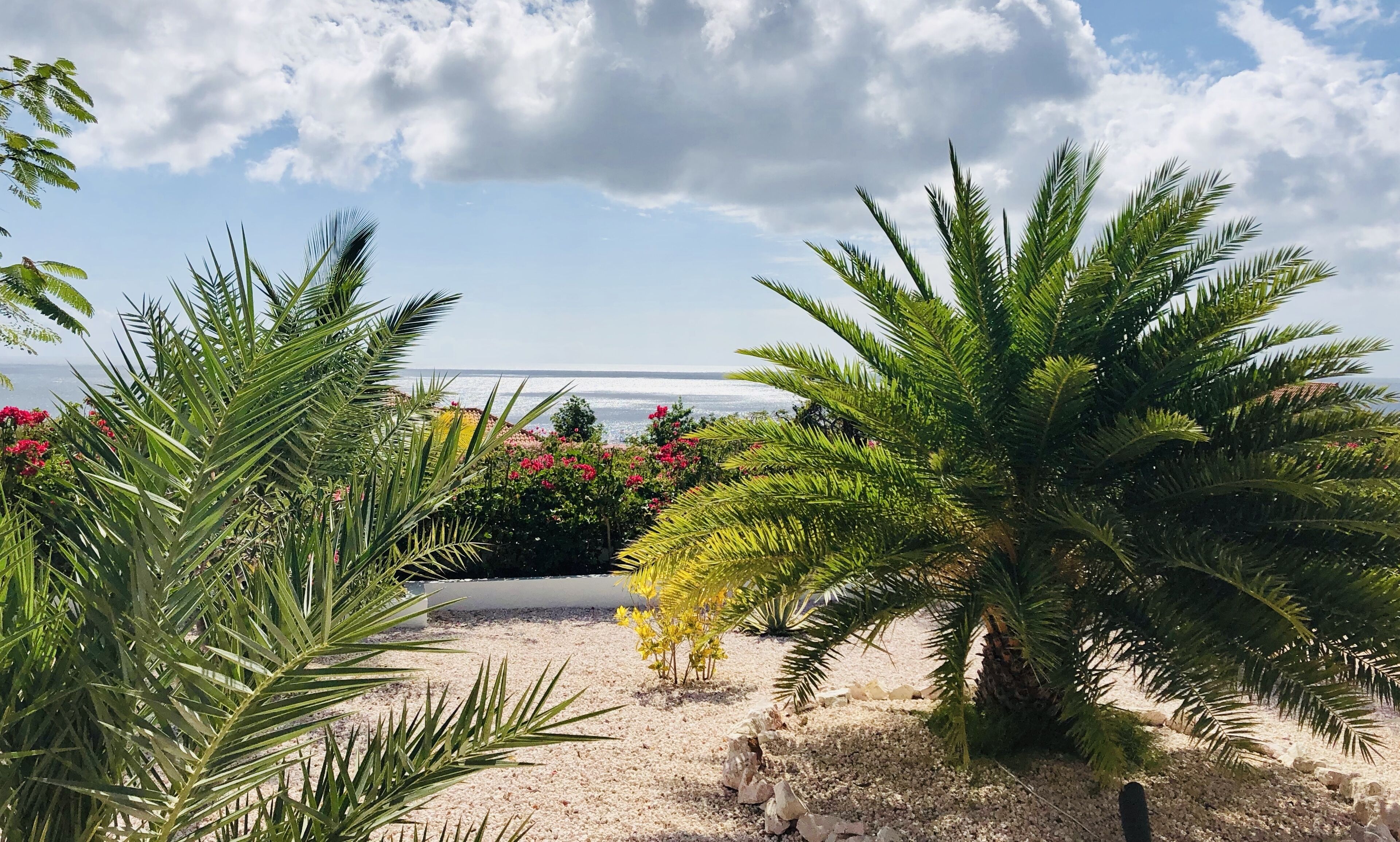 Een tuin met palmbomen en bloeiende planten, een grindpad en uitzicht op zee.
