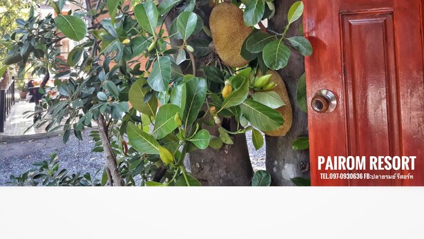 A tree with large, round fruits hanging from its branches, a wooden door, and a sign for Pairom Resort with contact information. - Pairom Resort (Saraburi)