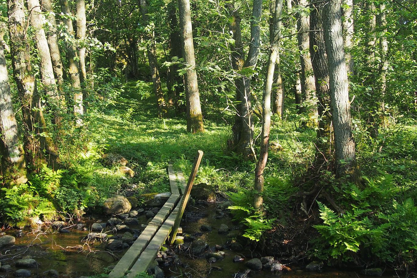 A wooden bridge over a stream in a forested area.