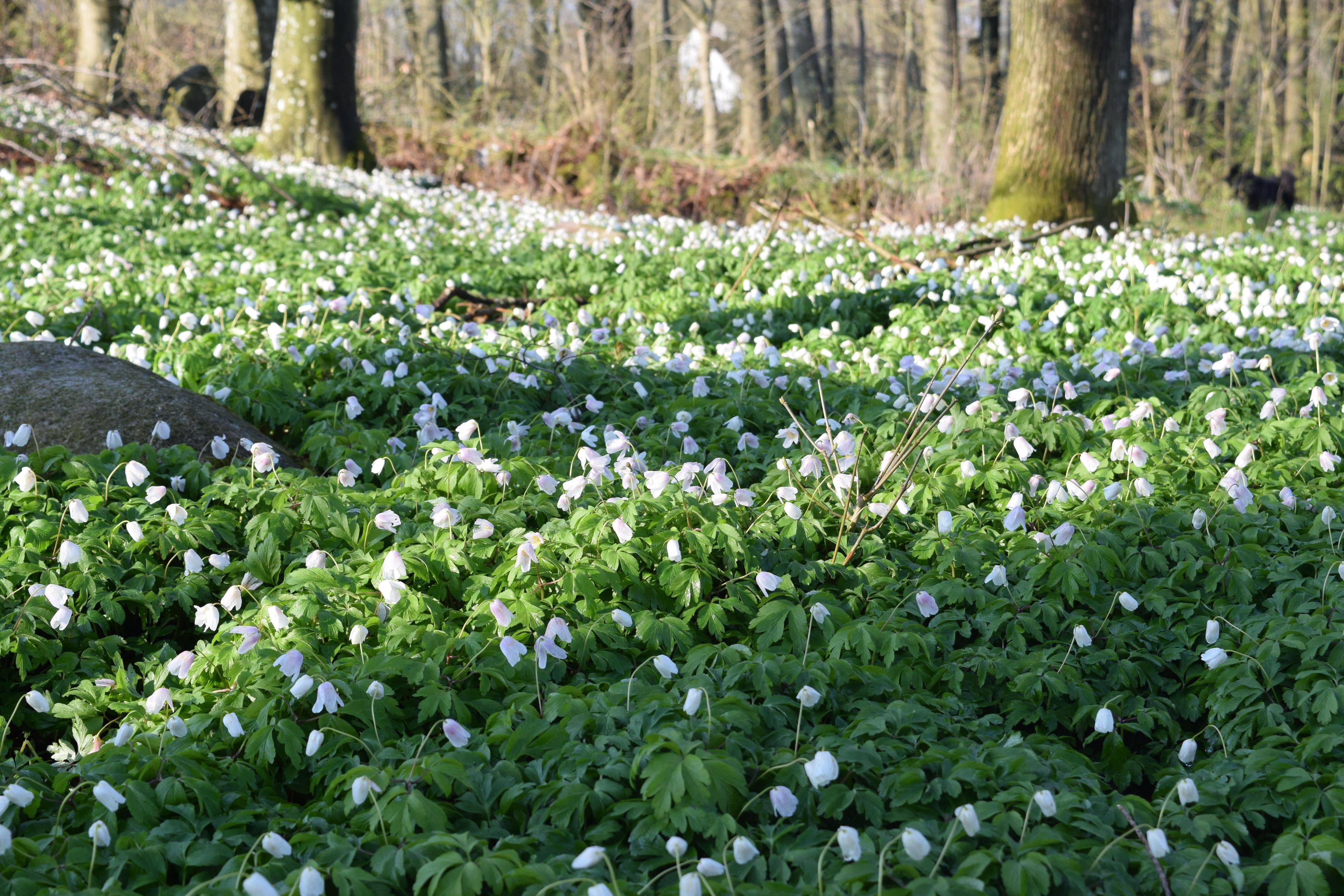 Ein mit weißen Blüten und grünem Laub bedeckter Waldboden.