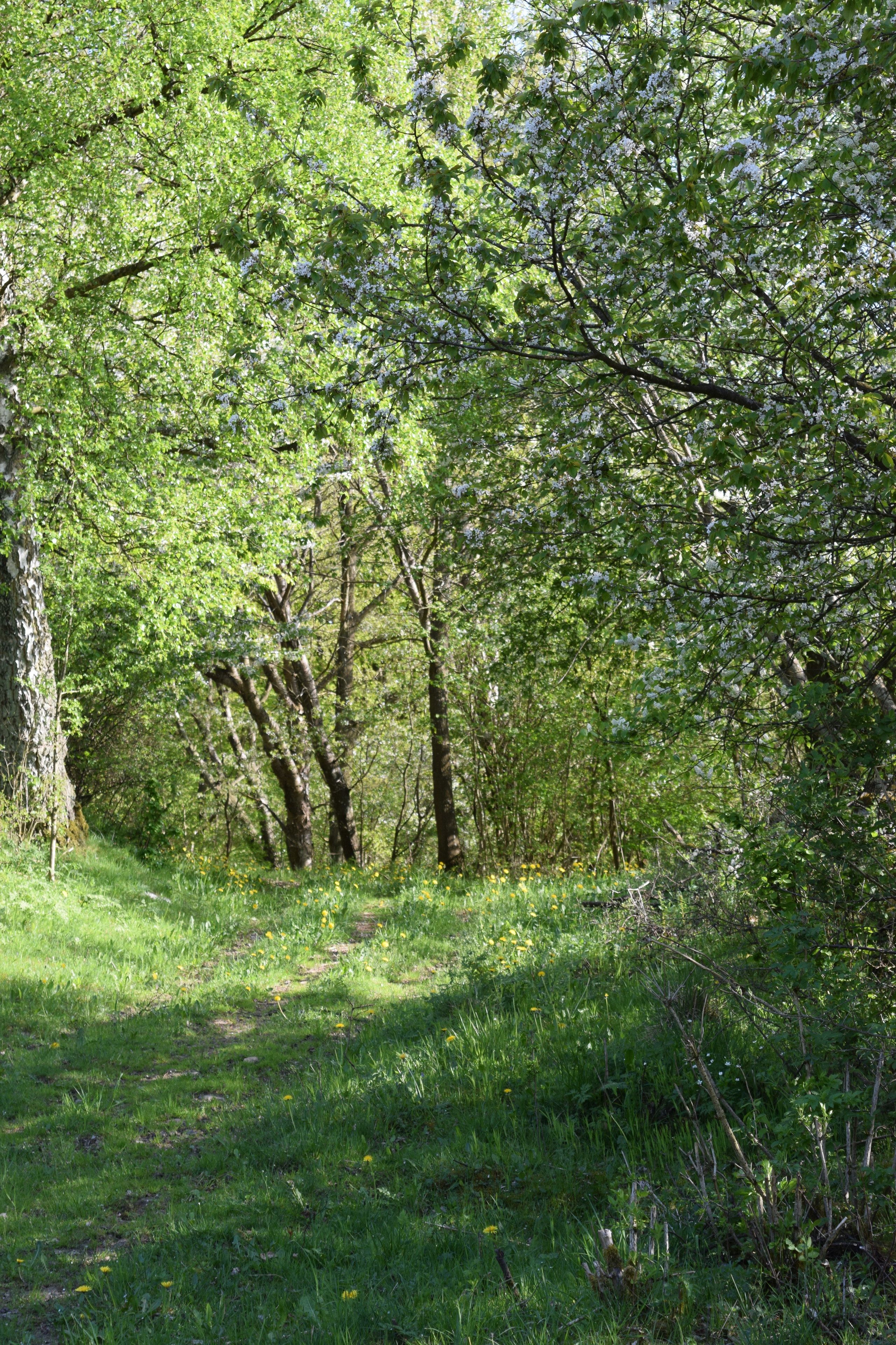Un área boscosa con un sendero de tierra.