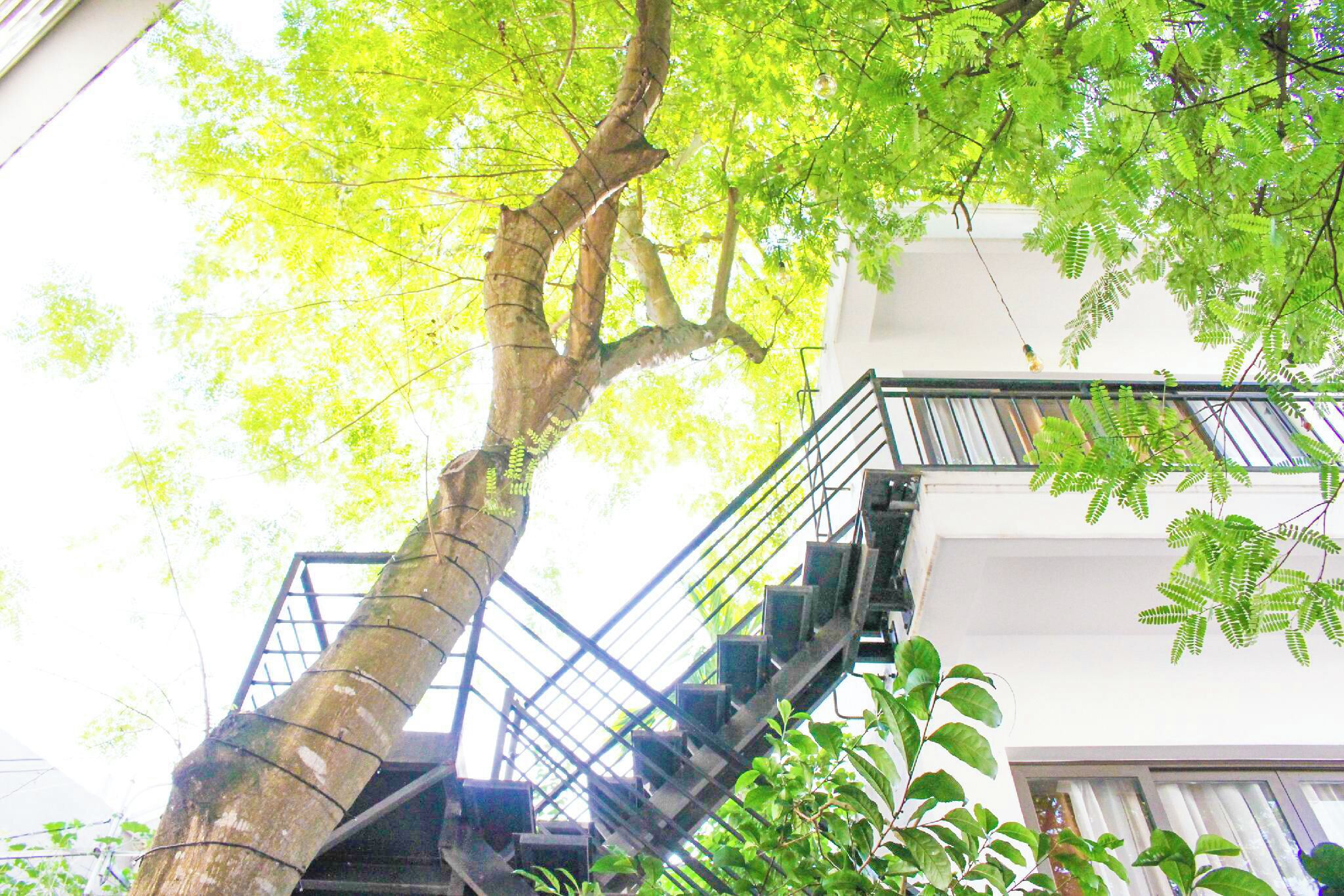 A staircase leading up to a building with a large tree in the foreground.