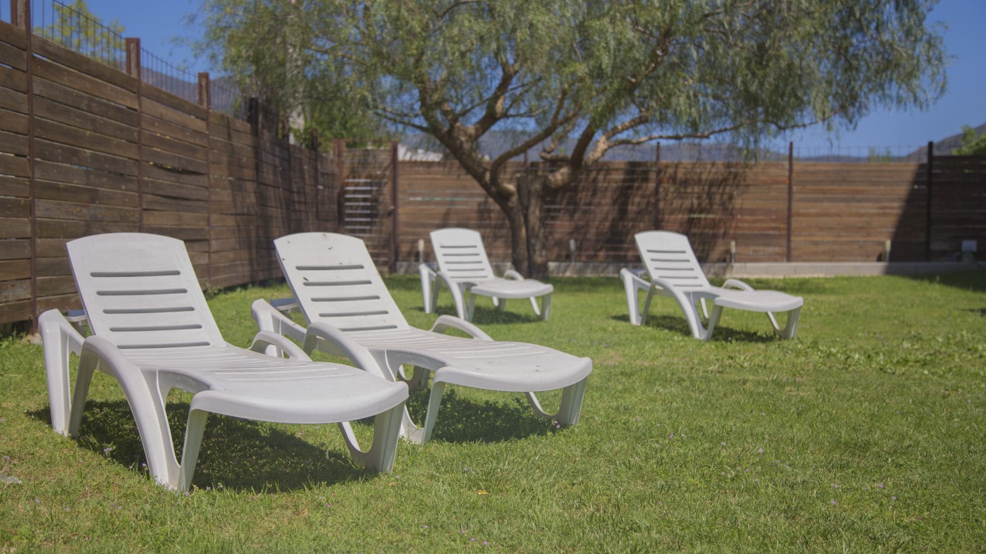 A row of white lounge chairs on a grassy lawn with a wooden fence and a tree in the background.