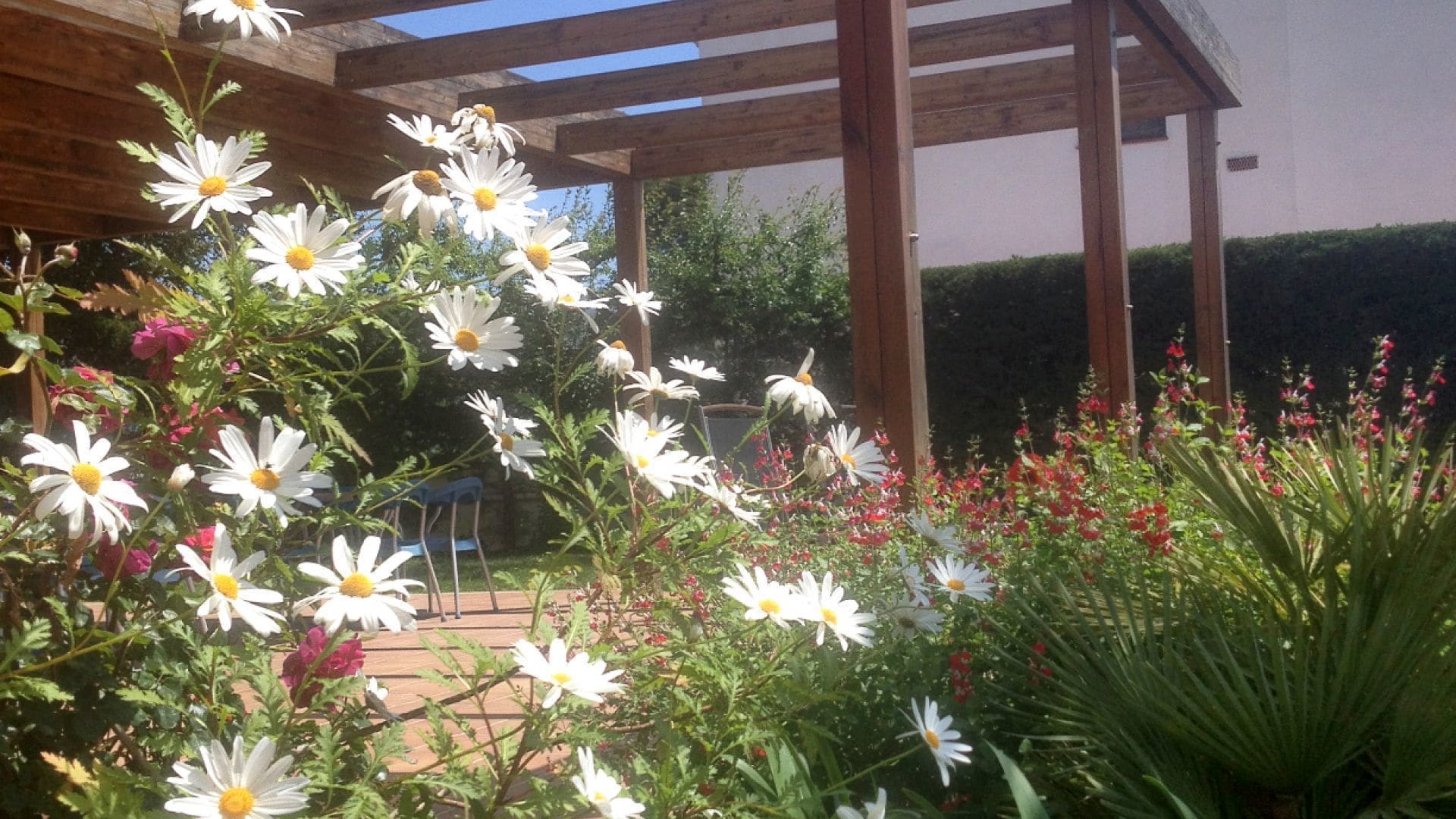 A garden with white flowers and a wooden pergola.