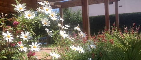 A garden with white flowers and a wooden pergola.