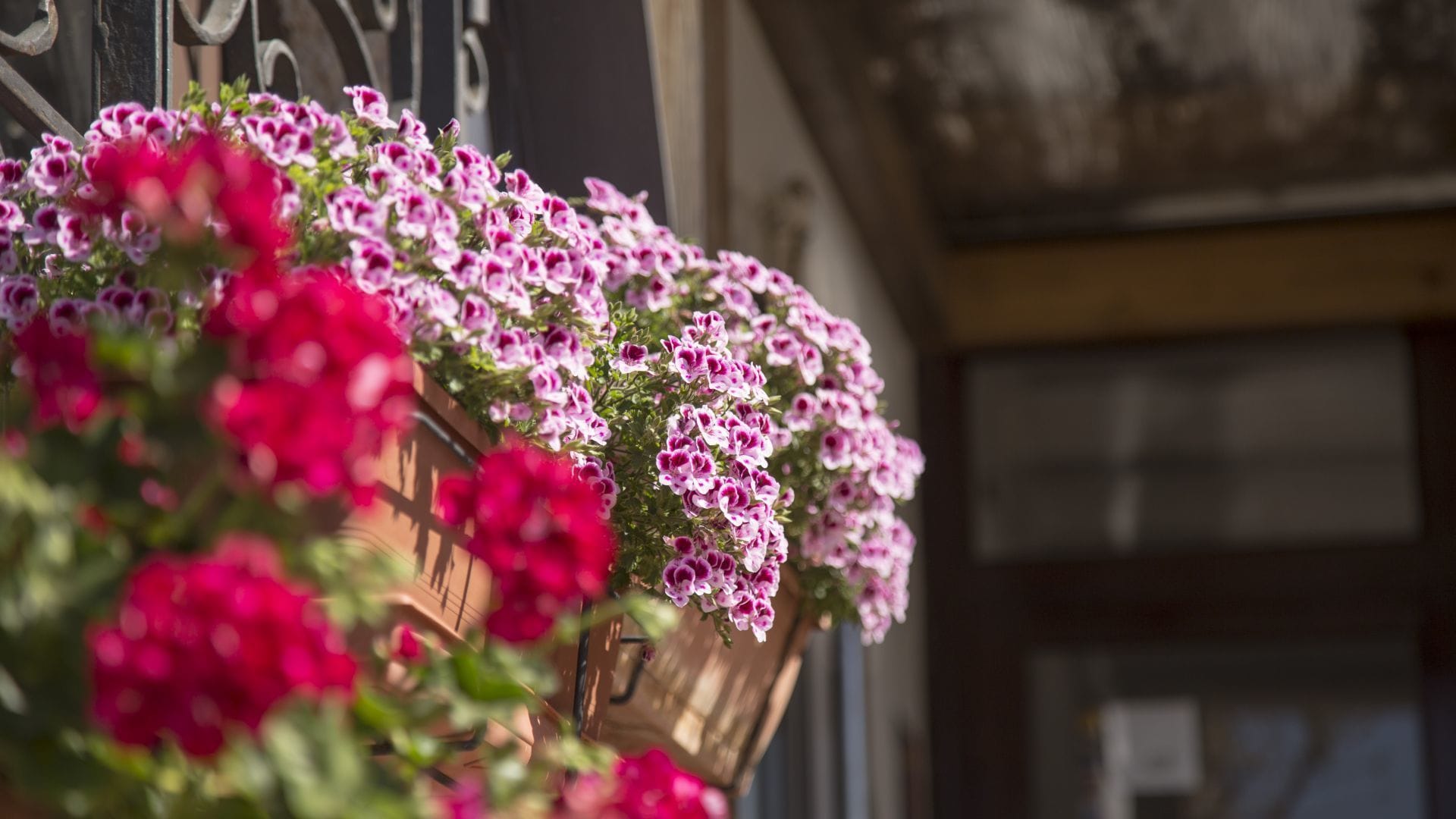 Un panier suspendu rempli de fleurs roses et rouges.